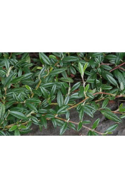 Cotoneaster salicifolius Parkteppich